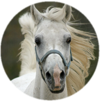 horse face in wind